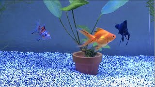 Introducing my Goldfish