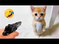 君が笑ったら君の負け😁🤣 2025年の最も面白い犬と猫たち🐶😺