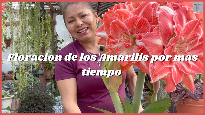 Floracion de los Amarilis por mas tiempo