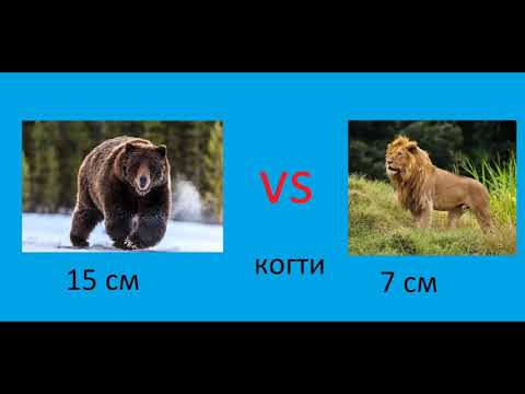 медведь гризли vs