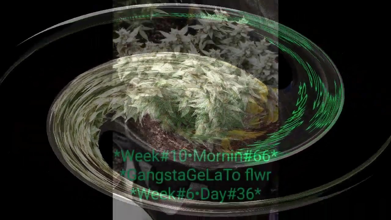 Seed To Harvest! Gelato 