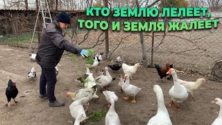 Готовим почву к зиме. Посадка озимого чеснока. Заготовка калины.