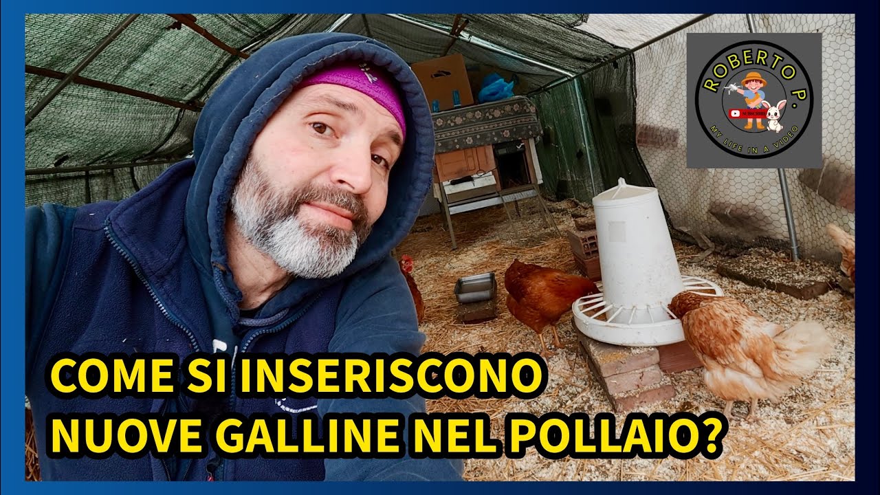 COME INSERIRE NUOVE GALLINE? | PROGETTO POLLAIO PT.45