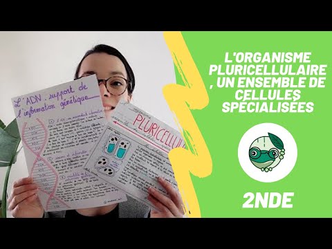 L&rsquo;organisme pluricellulaire, un ensemble de cellules spécialisées - 2nde - Madame SVT