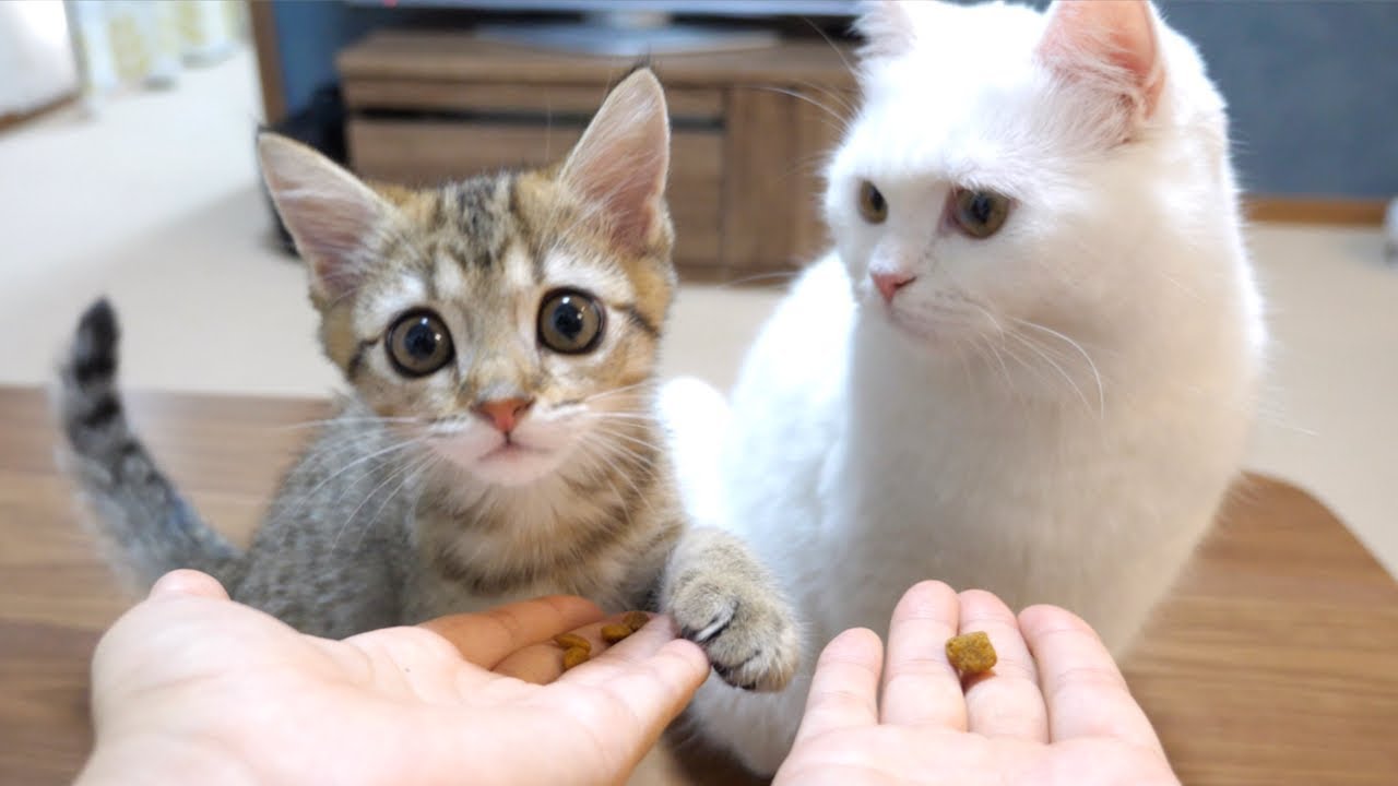 ENG) This is happy snack time! - YouTube