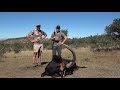 Hunting Giant African Sable (That Was Close)