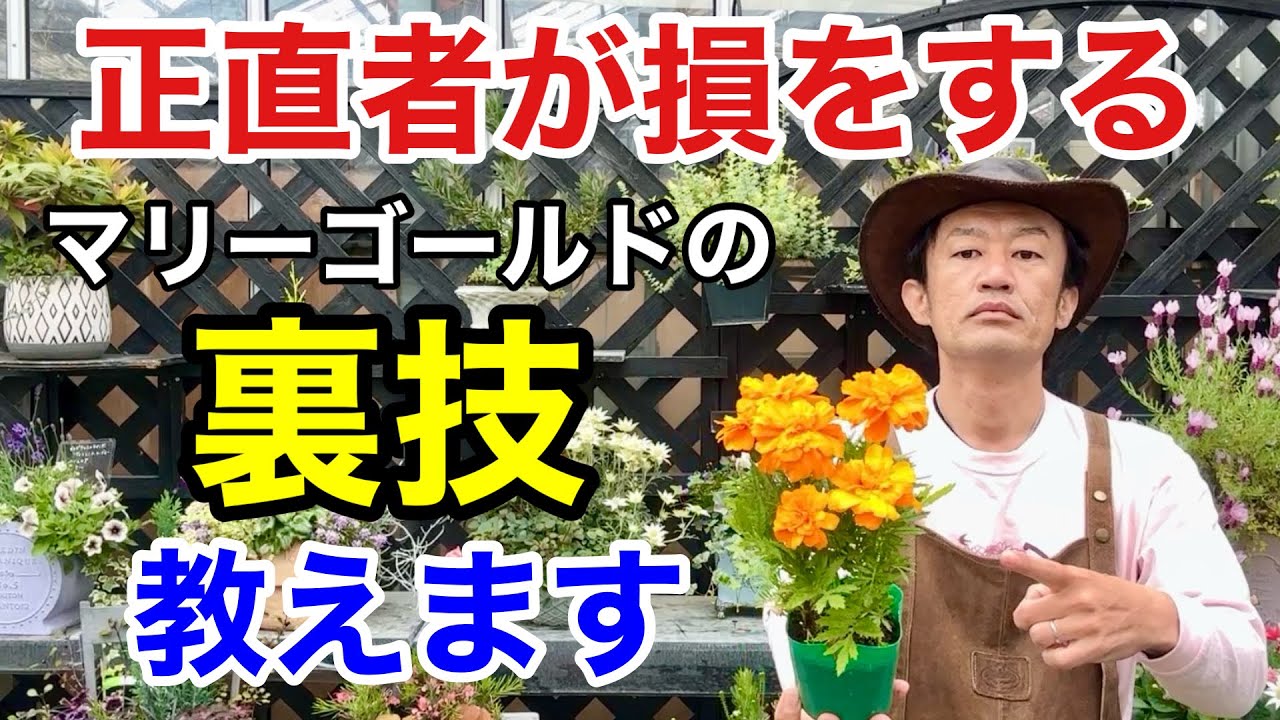 【ちょっと待った】マリーゴールドは普通に植えてはいけません。　　【カーメン君】【園芸】【ガーデニング】【初心者】