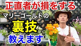 【ちょっと待った】マリーゴールドは普通に植えてはいけません。　　【カーメン君】【園芸】【ガーデニング】【初心者】
