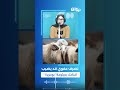 تصرف عفوي قد يصيب اغنامك بجرثومة بومريرة عميد البياطرة د أحمد رجب يوضح 
