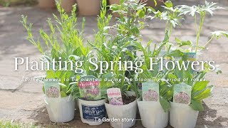 《春の庭づくり》どんな花にも合う‼︎小花が可愛い花苗の植え付け＊花を長く楽しむための手入れ《T's Gardenのガーデニング》