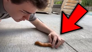 eating poop off the ground