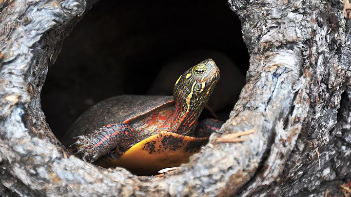 How to Understand Turtle Behavior | Pet Turtles - DayDayNews