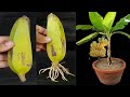 Unique skill how to grow banana tree from banana  trees made from bananas