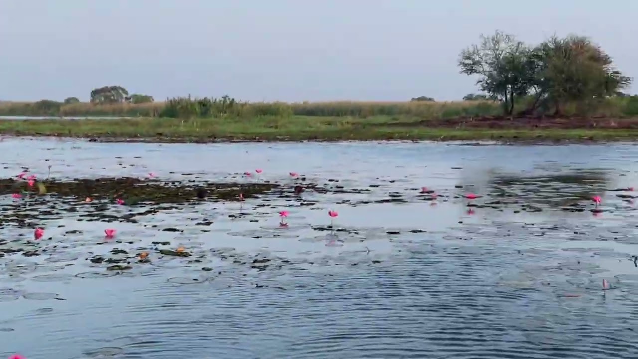 ทะเลบัวแดง อุดรธานี