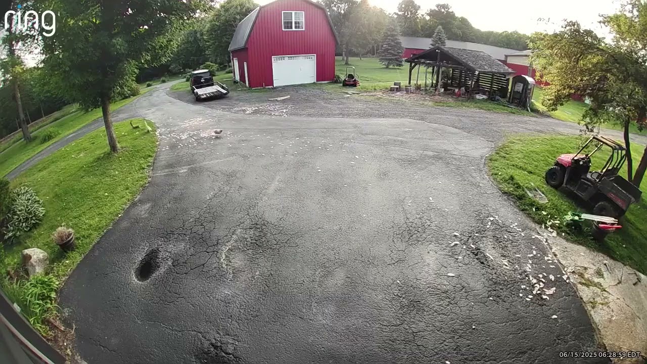 Old Farm Cat Fights Off Fox Trying to Grab Chicken