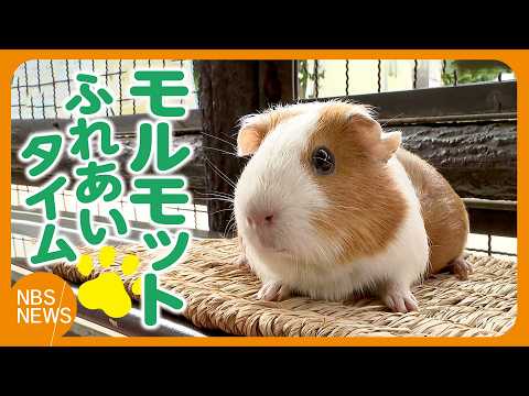 Fluffy Fan Favorites: Guinea Pig Cuddle Time - YouTube