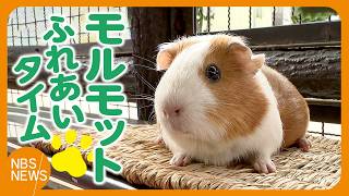 Fluffy Fan Favorites: Guinea Pig Cuddle Time - YouTube