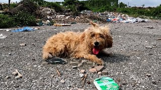 Homeless Dog Waiting For Someone To Take Him Home, I Adopted Her