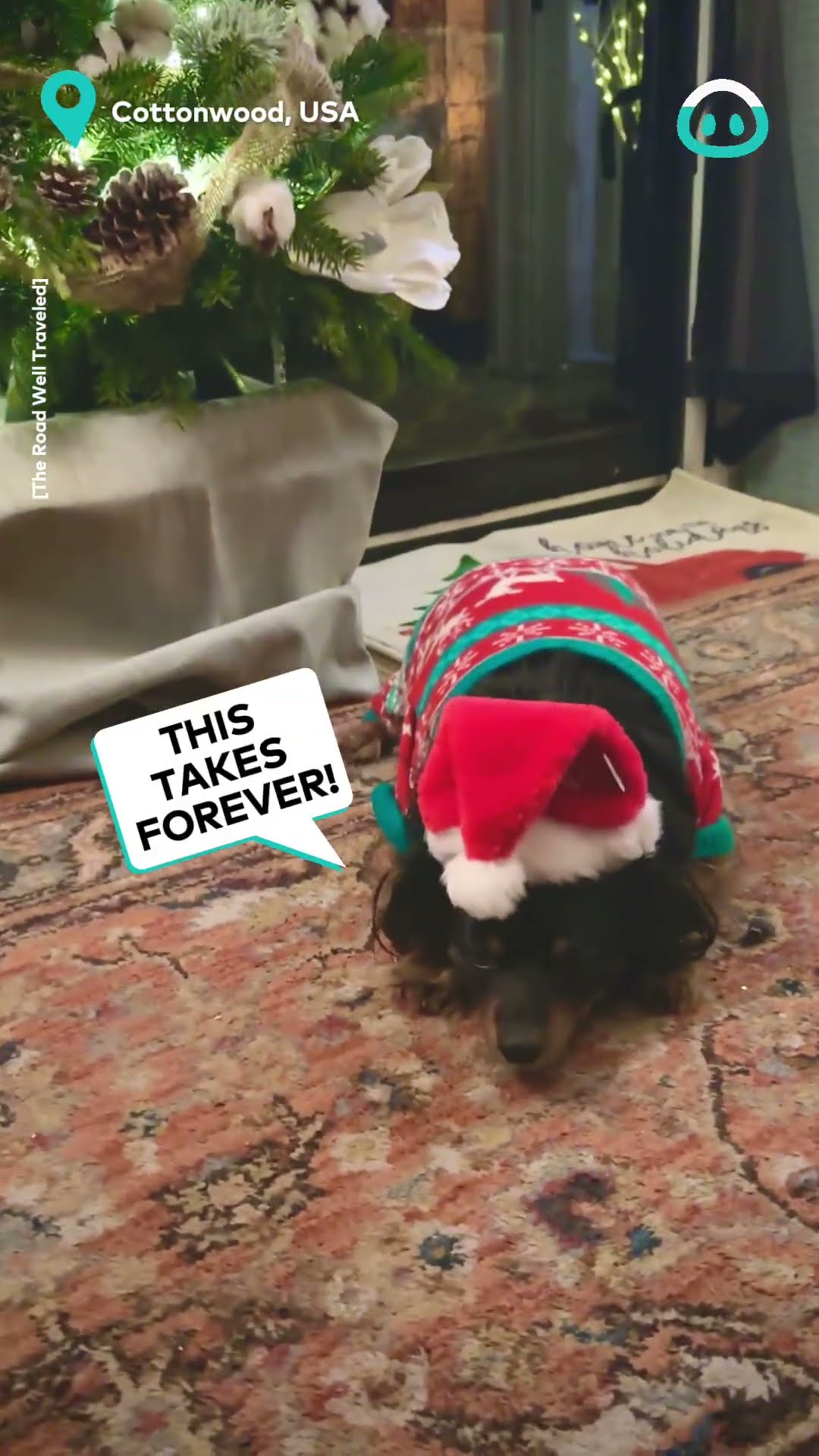 Even The Dog Gets Decorated || ViralHog