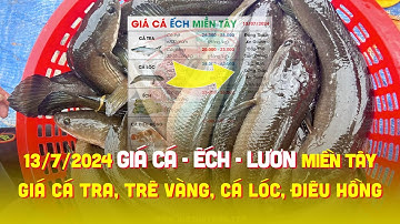 13/7/2024 ✅ Giá Lươn Cá Ếch #ĐBSCL ↗️ Giá Cá Tra, Điêu Hồng, Cá Lóc, Trê Vàng, Cá Rô, Chẽm, Sặc Rằn!