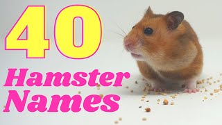 40+ Hamster Name IDEAS Girl Hamster Names 39 Cute Best Ideas Names