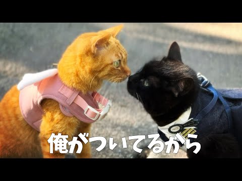 月の好きなこと探し〜散歩〜　Took Luna Out for a Walk