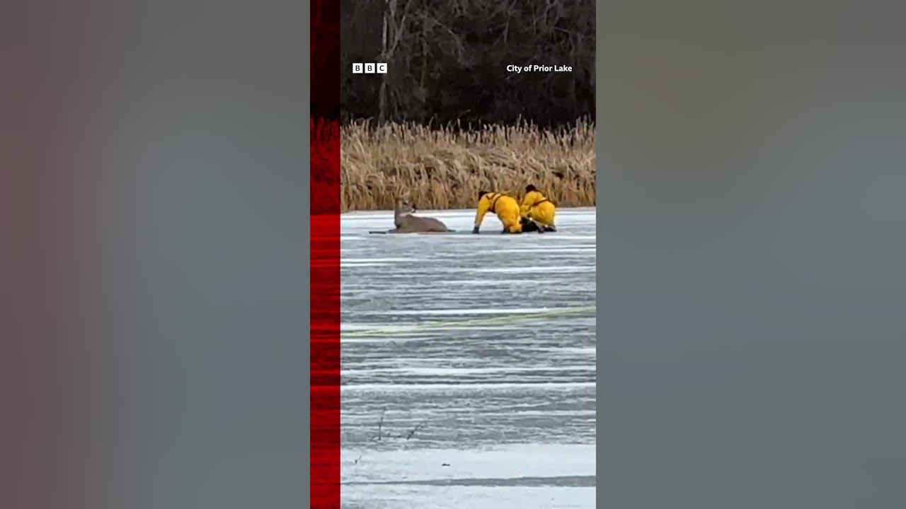 Firefighters in Minnesota, US crawled across a frozen lake to rescue a stuck deer.#Deer #US #BBCNews