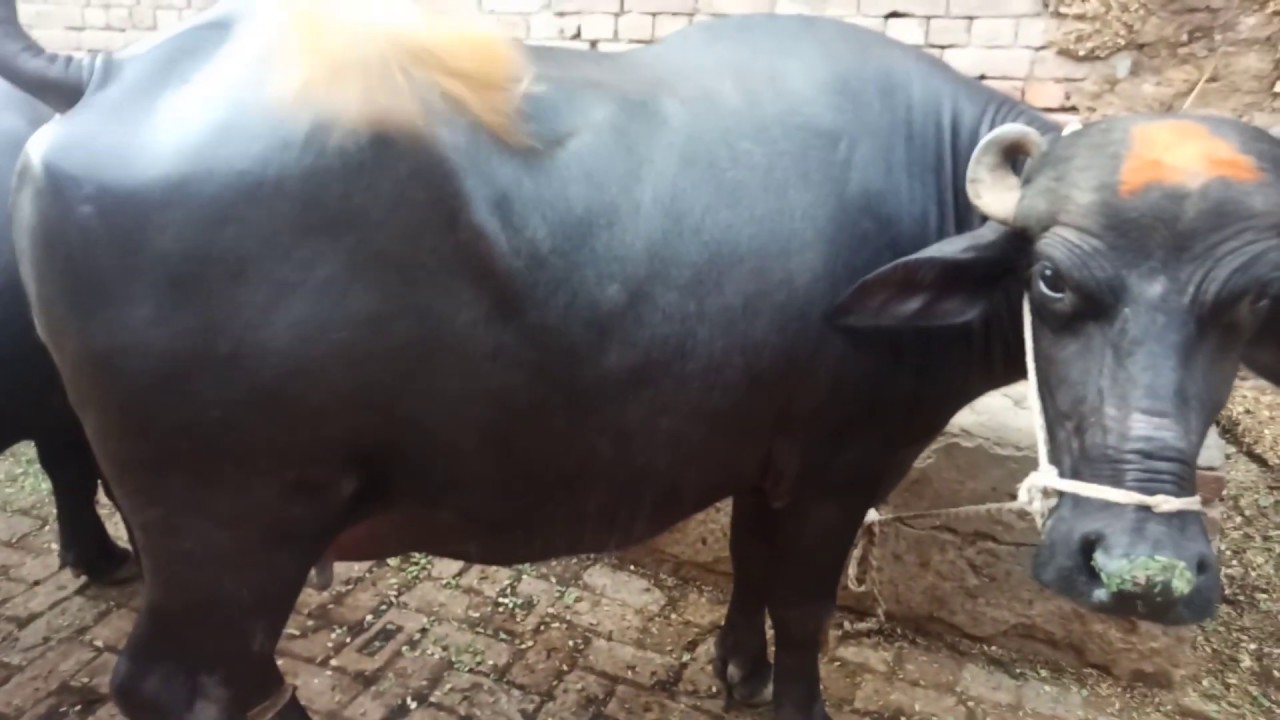 Beautifull neeli ravi buffalos for sale in pakistan on youtube 26_07 ...