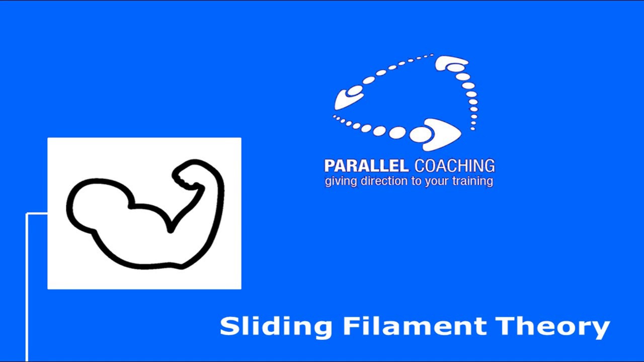 What is the Sliding Filament Theory?