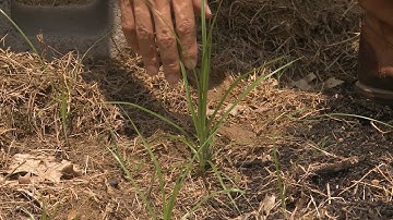 Controlling Yellow Nutsedge – This Week in the Garden