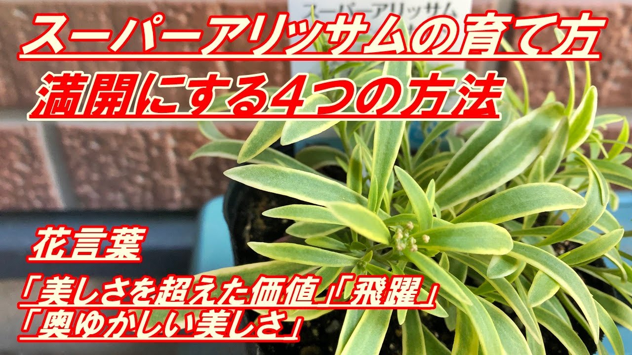 Flowers] How to grow and plant Super Alyssum - YouTube