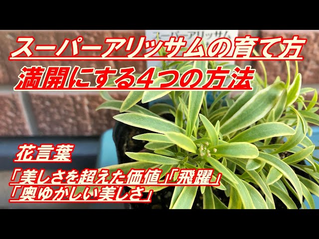 Flowers] How to grow and plant Super Alyssum - YouTube