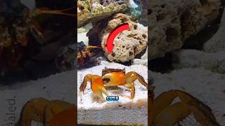 Crabs cut off their own claws π¦π¦ #amazingfacts