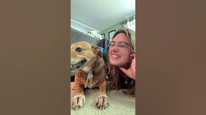 Taylor Swift trend with dog #taylorswift #hotmessmom #dog