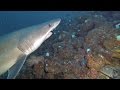 Le requin féroce de Malpelo