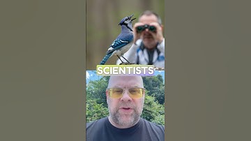 Birds: The Strategic Reason Behind the Dawn Chorus #birds #birdsinging #birdsong #birdwatching