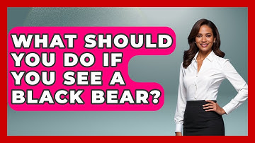 What Should You Do If You See A Black Bear? - Exploring Campgrounds