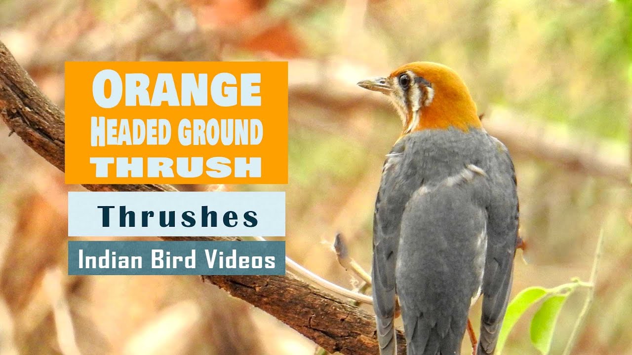 The Orange headed thrush (Geokichla citrina) - नारंगी भू कस्तुरीका