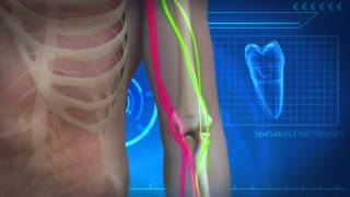 Nerve detour restores hand function for quadriplegic patient