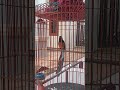 Proses pemulihan pasca mabung ex cabut bulu.
