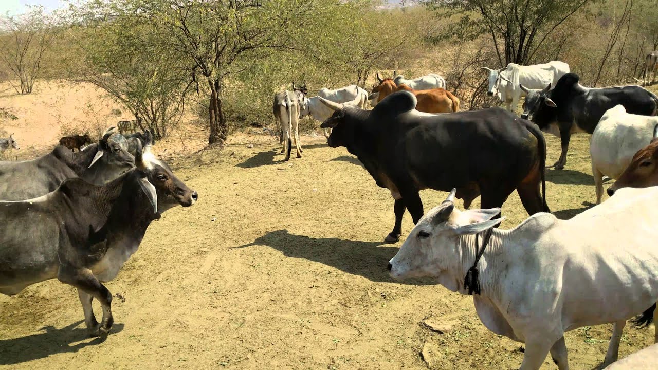 Feeding cattle near the road south of Jodhpur, Rajasthan, India, 2016