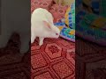 kwid rabbit #comedy 🐰🐇 kind 🐰🐇##