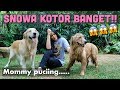 MOMMY DIKERJAIN JADI HARUS MANDIIN SNOWA! | SNOWA THE GOLDEN