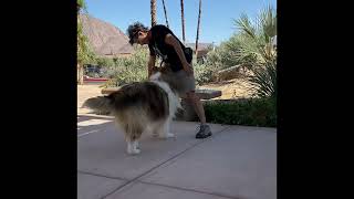 AKC Trick Dog Elite: Rough Collie Scout