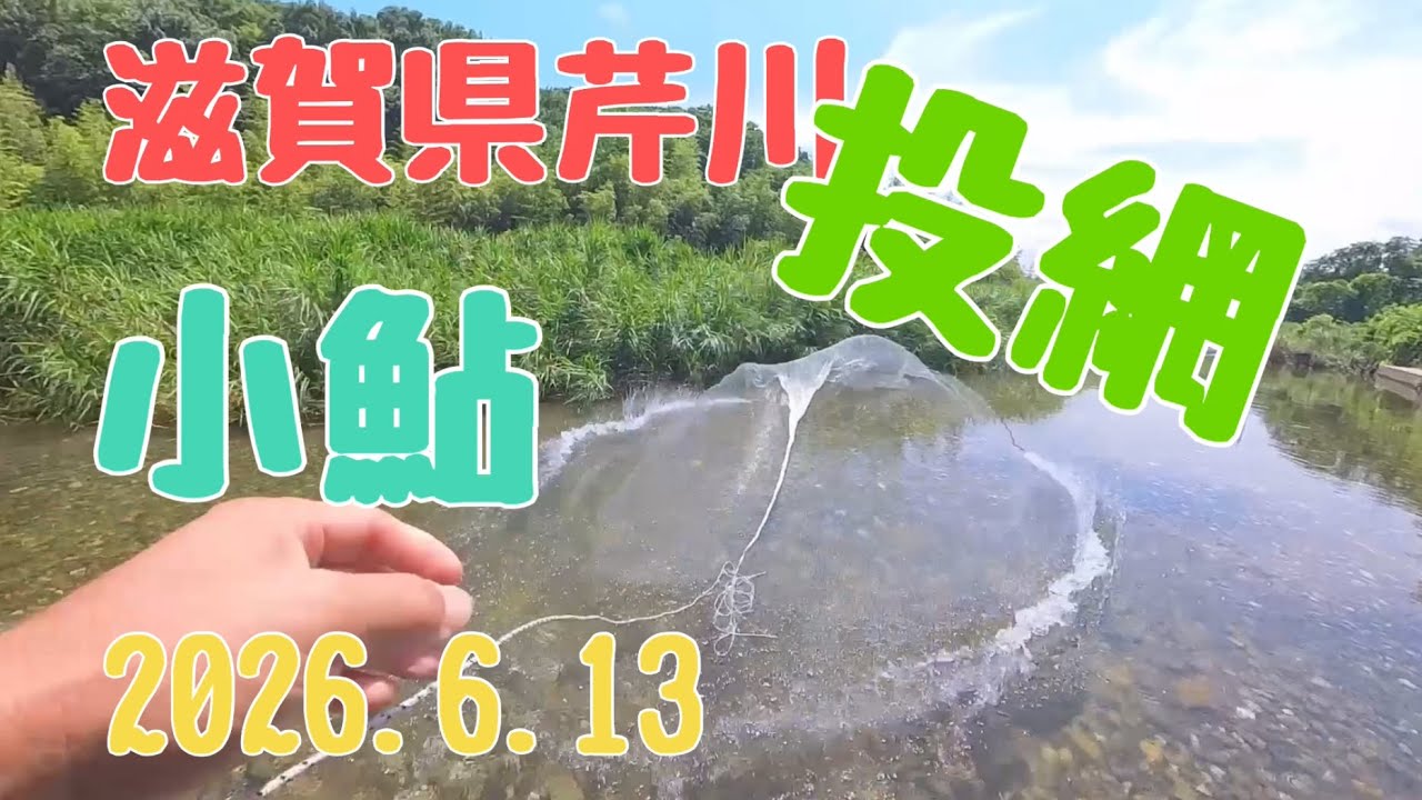 2026年6月13日 滋賀県芹川で今年初投網で小鮎 - YouTube