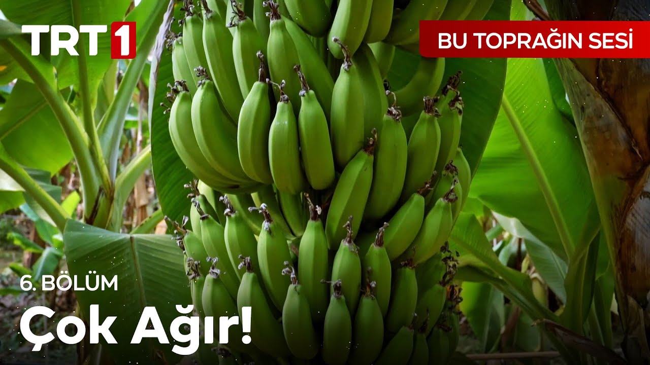 Muz Hasadı, İnce İşçilik Gerektiriyor 🍌 Bu Toprağın Sesi 6. Bölüm