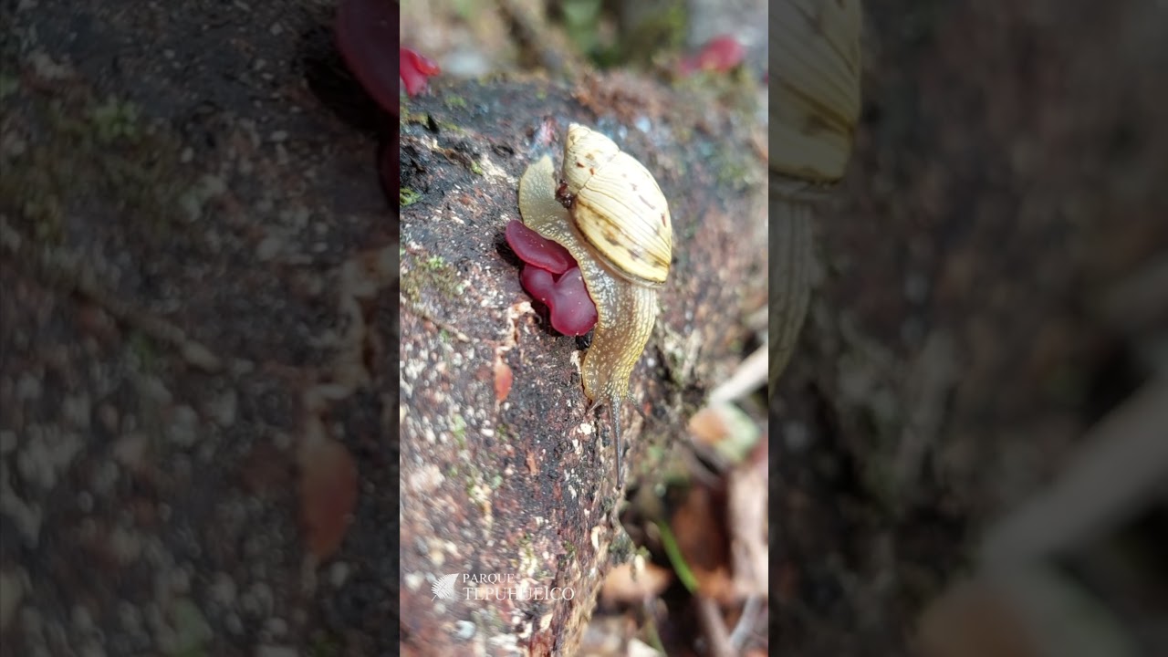 Caracol de Monte (Plectostylus mariae)