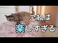 ずっと失くしていたおもちゃが見つかって嬉しい猫