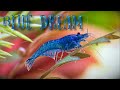 Голубая мечта аквариумиста – креветка Блю Дрим