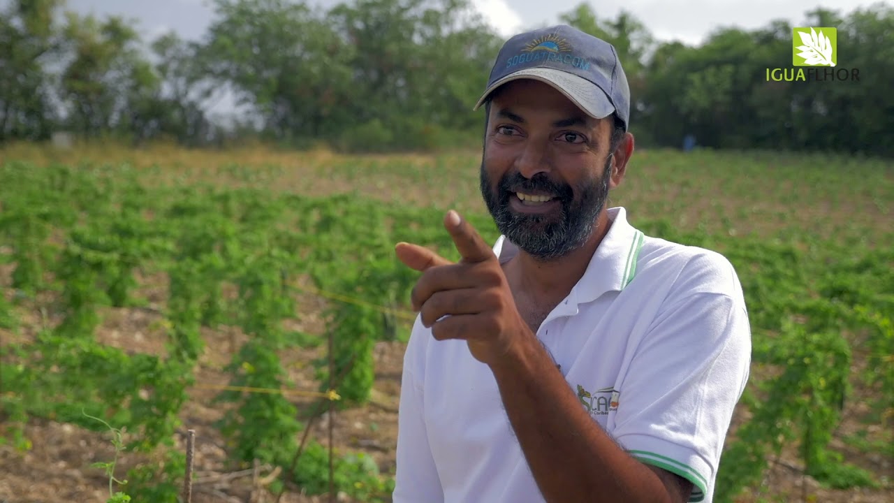 Comment cuisiner le pawoka, un légume d'antan ?